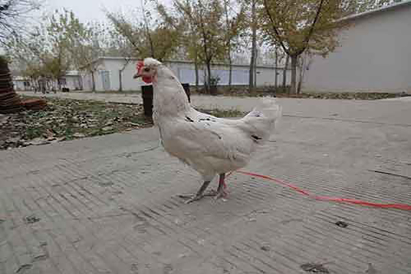 花鳳雞養殖飼養過程當中該注意什么